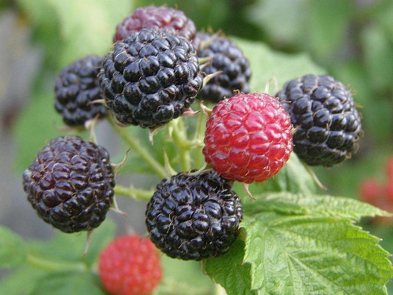 Малина черная Кумберленд купить саженцы почтой из питомника "АГРОФОНД"