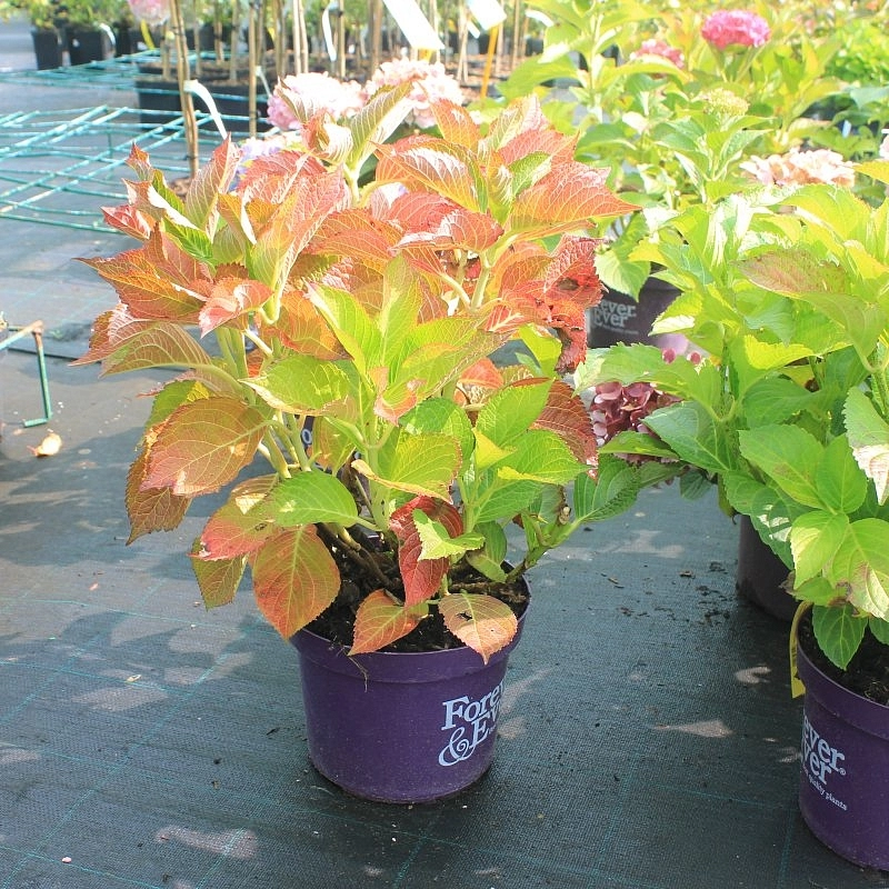 Гортензия крупнолистная 'Форевер энд Эвер'