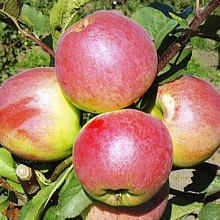 Яблоня домашняя 'Флагман'