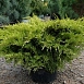 Можжевельник средний 'Вильгельм Пфитцер'