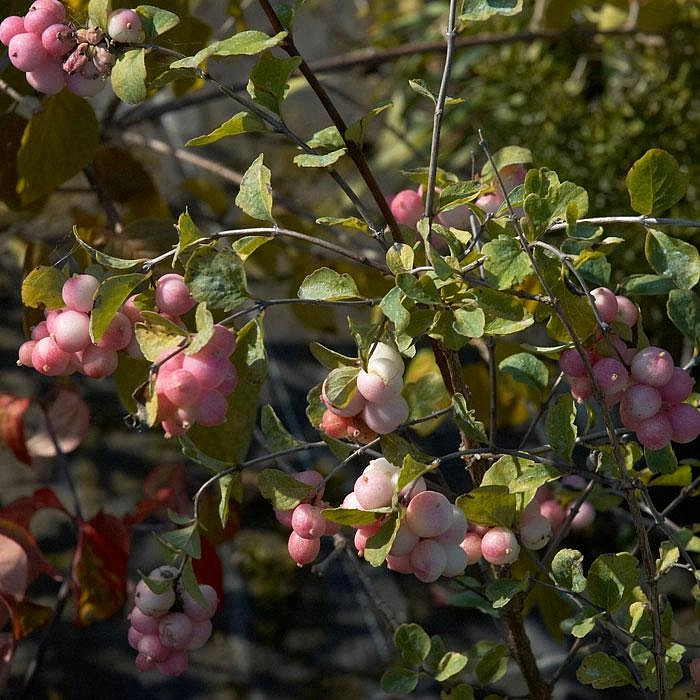 Снежноягодник Доренбоза 'Мазе оф Перл'