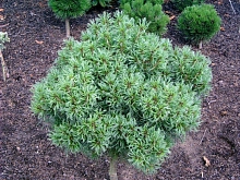 Сосна веймутова 'Тини Керлс'