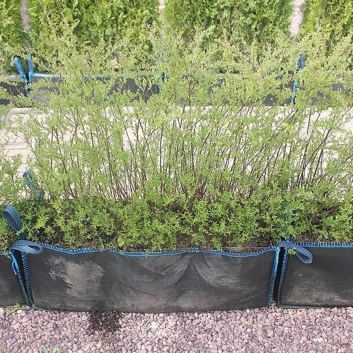 Спирея серая 'Грефшейм' блок живой изгороди