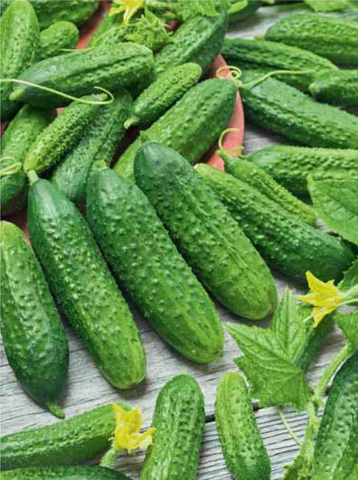 Огурец 'Красотка'