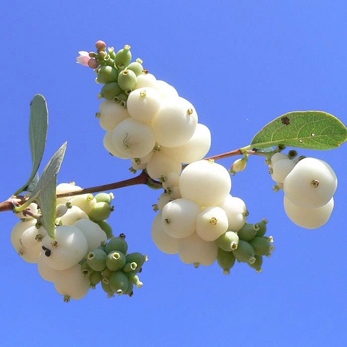 Снежноягодник Доренбоза 'Уайт Хедж'