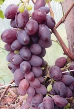 Виноград 'Ярославна'