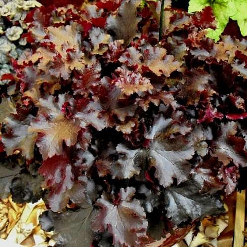 Гейхера 'Блек Бьюти'