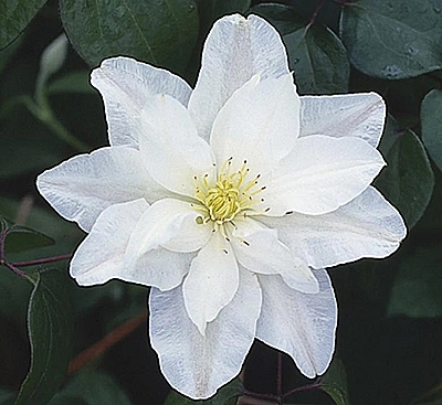 Клематис 'Сильвия Денни'