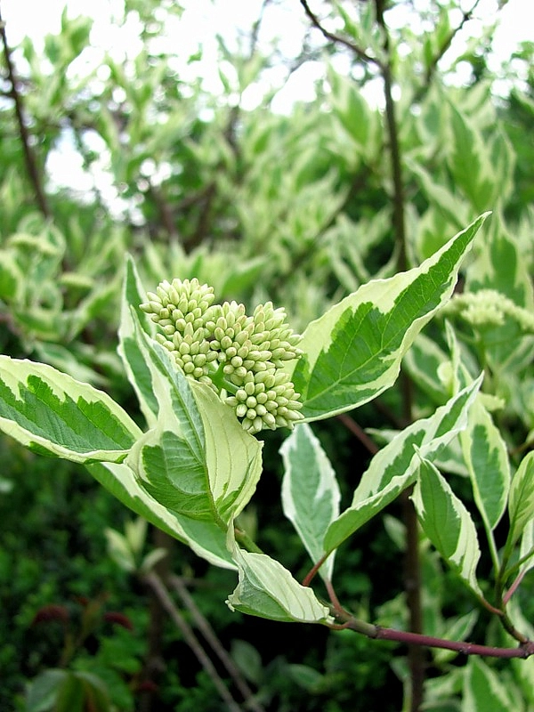 Дерен белый 'Вариегата'