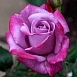 Роза 'Парадайз' (чайно-гибридная) (фиолетовая)