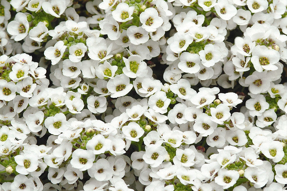Алиссум морской (Лобулярия) 'Сноу Кристалс'