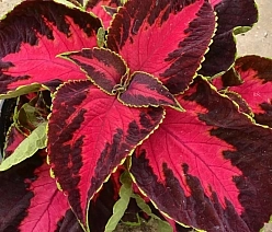 Колеус Блюма 'Премиум Сан Шоколат Кверд Черри' (пурпурный с розовойй серединой)