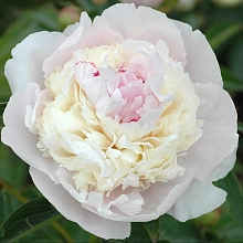 Пион молочноцветковый 'Элис Хардинг'