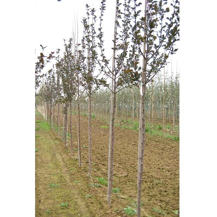 Яблоня декоративная 'Невиль Копеман'