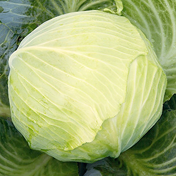 Капуста белокочанная 'Мишутка'