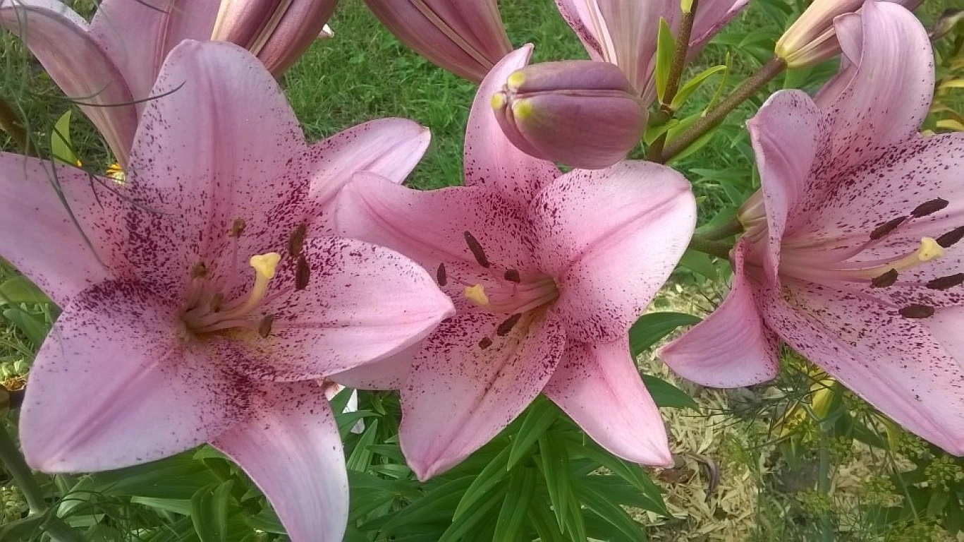 Лилия 'Коголето' (светло розовая пятнистая)