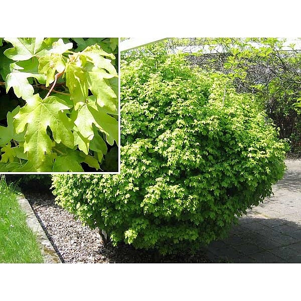 Клен полевой 'Нанум'