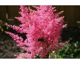 Астильба японская 'Рейнланд'