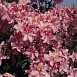 Рододендрон желтый (азалия) 'Раймунде' (розовый)