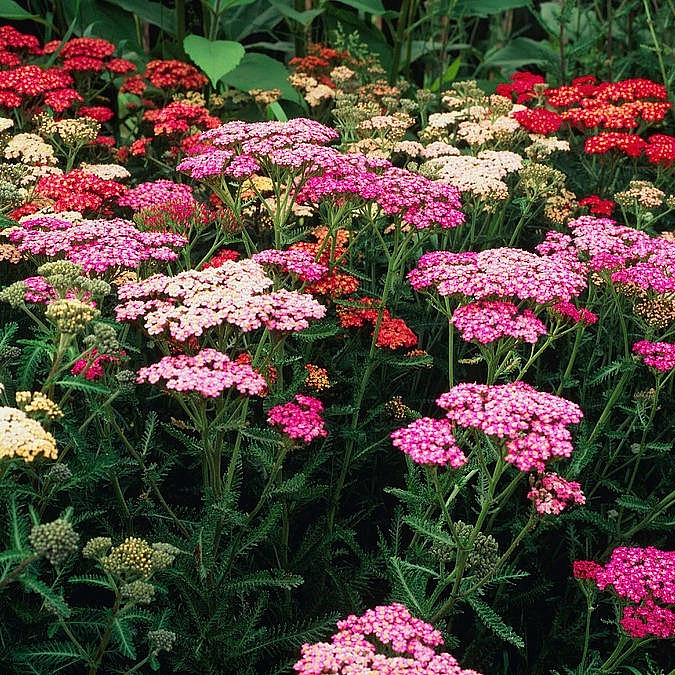 Семена Тысячелистник лекарственный