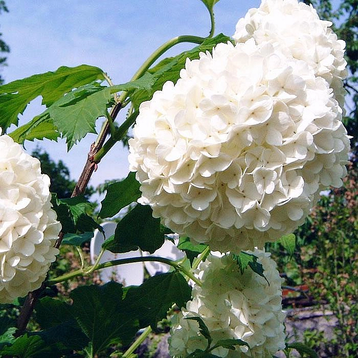 Калина обыкновенная 'Розеум' (шар)