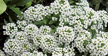 Алиссум морской (Лобулярия) 'Исте Боннет Уайт'