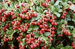 Брусника садовая 'Ред Перл'