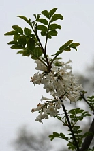 Сирень перистая (белая)