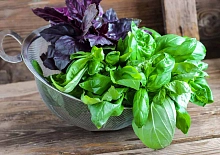 Семена Базилик