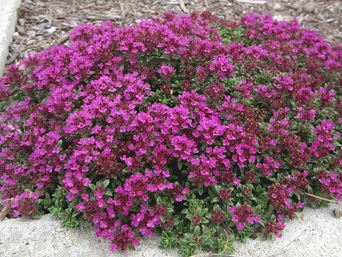 Тимьян (ползучий) ранний 'Крипин Рэд'