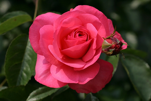 Роза 'Розанна' (плетистая) (розовая)