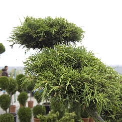 Можжевельник средний 'Олд Голд' Бонсай