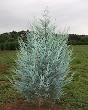 Можжевельник скальный 'Мунлайт'