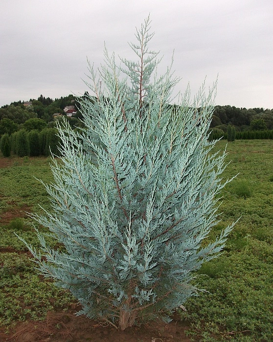 Можжевельник скальный 'Мунлайт'