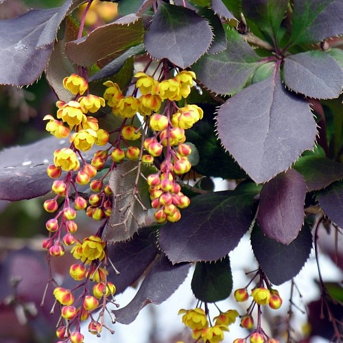 Барбарис обыкновенный 'Атропурпуреа'