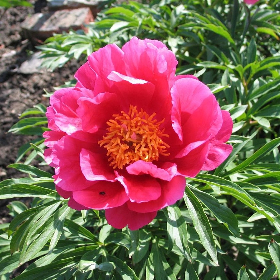 Пион молочноцветковый 'Корал Фей' (розоый анемоноцветный)