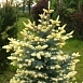 Ель колючая 'Биалобок'