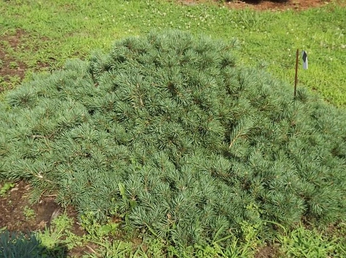 Сосна обыкновенная 'Репенс'