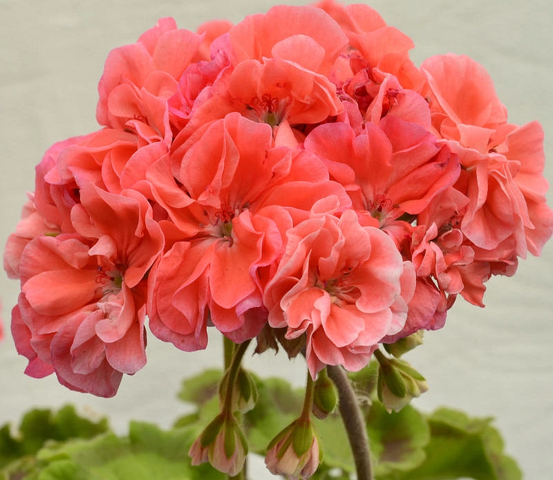 Пеларгония зональная 'Монин Сан' (оранжевая- зеленый лист)