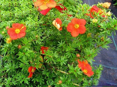 Лапчатка кустарниковая 'Ред Джокер'