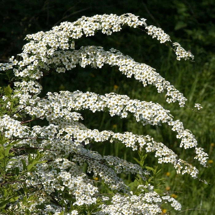 Спирея Аргута