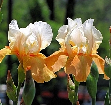 Ирис германский (бородатый) 'Пампкин Чизкейк' 