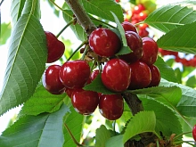 Черешня 'Юбилейная ростка'