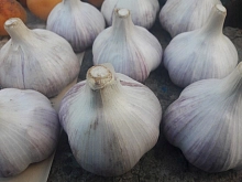 ЧЕСНОК озимый Комсомолец 35-55 0,5кг