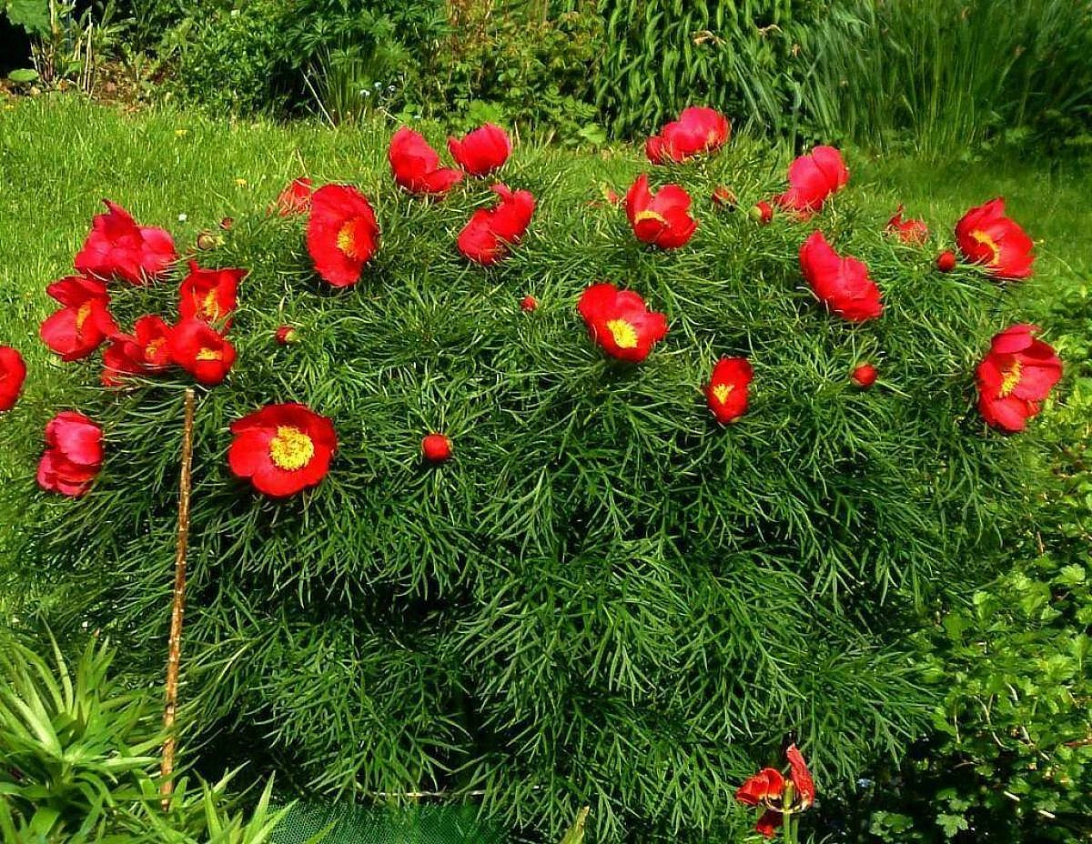 Пион тонколистный