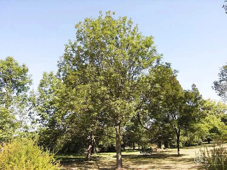 Ясень американский