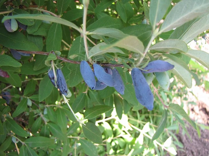 Жимолость съедобная 'Васюганская'