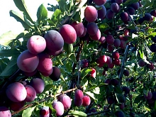 Алыча 'Глобус'