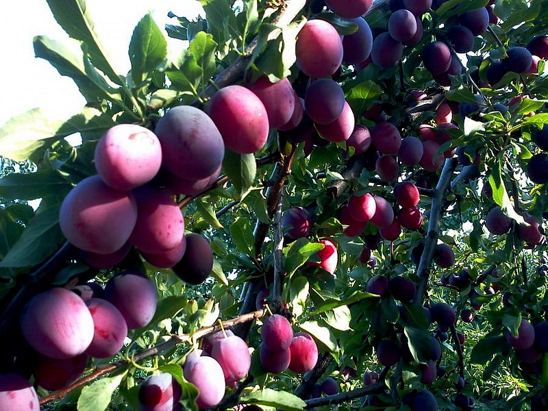 Алыча 'Глобус'