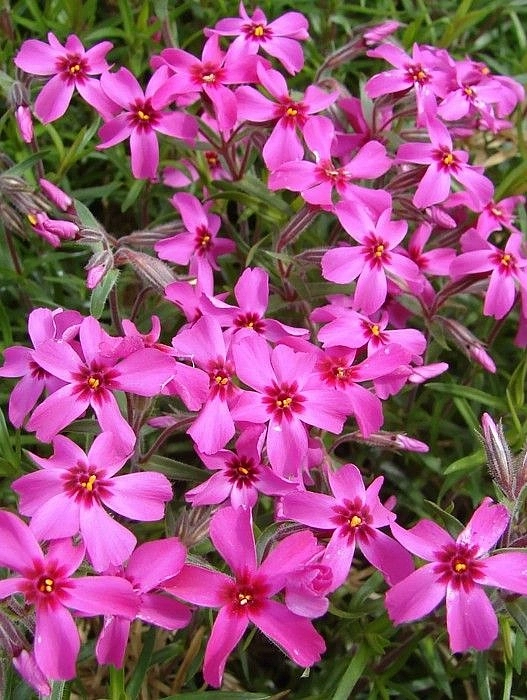 Флокс шиловидный 'Скарлет Флэйм'